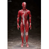 Original Character - Figure Human Anatomical Model, Figma