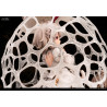 The Mushroom Girls - Figurine Dictyophora Indusiata