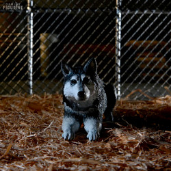 The Thing - Thing Dog...