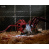 The Thing - Thing Dog Creature figure, Ultimate Deluxe