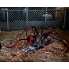The Thing - Thing Dog Creature figure, Ultimate Deluxe