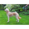 Star Wars - Laisse pour chien lumineuse, disponible en trois couleurs