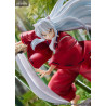 Figurine Inuyasha