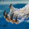 Star Wars Episode V - Buste Wampa
