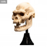 Le Seigneur des Anneaux - Réplique Skull of Lurtz