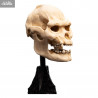 The Lord of the Rings - Skull of Lurtz replica