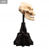 The Lord of the Rings - Skull of Lurtz replica
