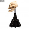 The Lord of the Rings - Skull of Lurtz replica