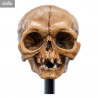 The Lord of the Rings - Skull of Gollum replica