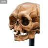 The Lord of the Rings - Skull of Gollum replica