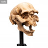 Le Seigneur des Anneaux - Réplique Skull of Moria Orc