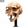 Le Seigneur des Anneaux - Réplique Skull of Moria Orc