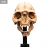 Le Seigneur des Anneaux - Réplique Skull of Moria Orc