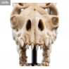Le Seigneur des Anneaux - Réplique Skull of Fell Beast