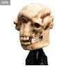 The Lord of the Rings - Skull of Cave Troll replica