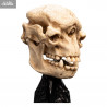 The Lord of the Rings - Skull of Cave Troll replica