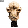 The Lord of the Rings - Skull of Cave Troll replica