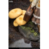 The Mushroom Girls - Pleurotus Citrinopileatus figure, Series No.3