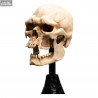 The Lord of the Rings - Skull of a Mordor Orc replica