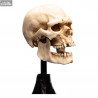 The Lord of the Rings - Skull of a Mordor Orc replica