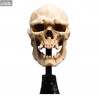 The Lord of the Rings - Skull of a Mordor Orc replica
