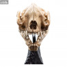 The Lord of the Rings - Skull of a Warg replica