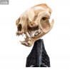 The Lord of the Rings - Skull of a Warg replica