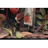 The Mushroom Girls - No.6 Marasmius Haematocephalus figure