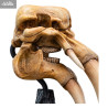 The Lord of the Rings - Skull of a Mumak replica
