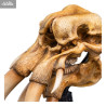 The Lord of the Rings - Skull of a Mumak replica