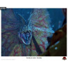 Pack 5 lithographs - Jurassic Park, Scarface or Alien