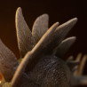 PRE ORDER - The Lost World: Jurassic Park - Stegosaurus figure, Icons