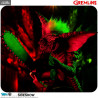 Gremlins - Stripe with Chainsaw figure