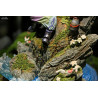 Made in Abyss - Figure Riko & Reg, diorama Elite Fandom